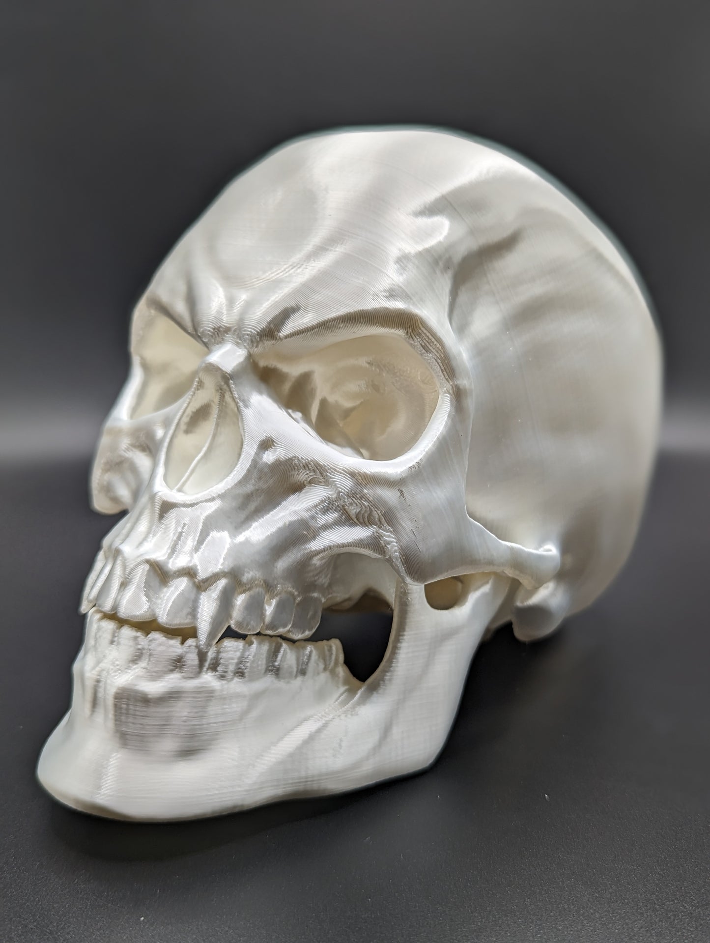 Articulating Skull