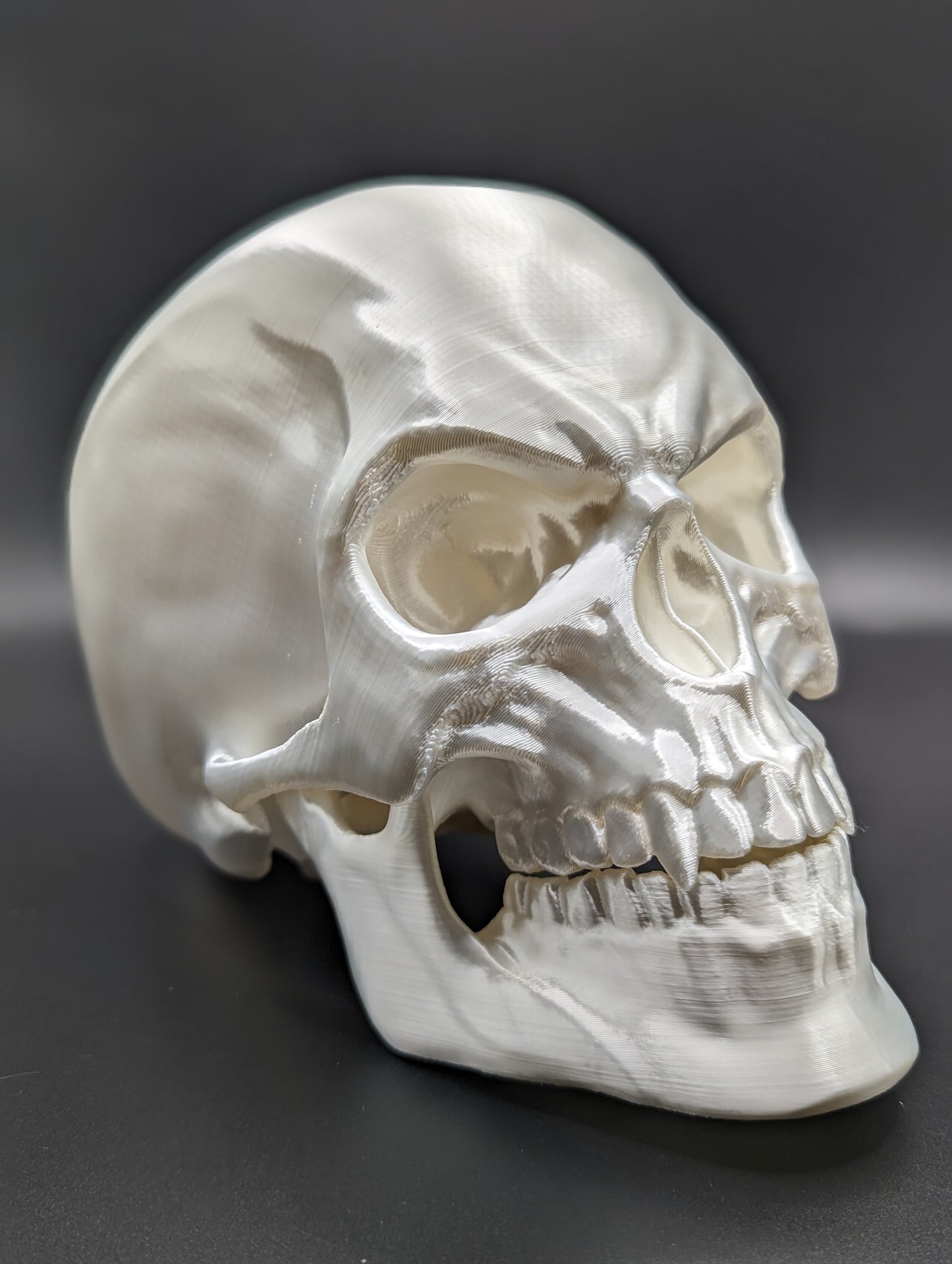 Articulating Skull